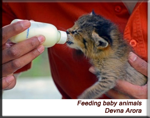 Devna Arora - Bottle feeding a baby animal